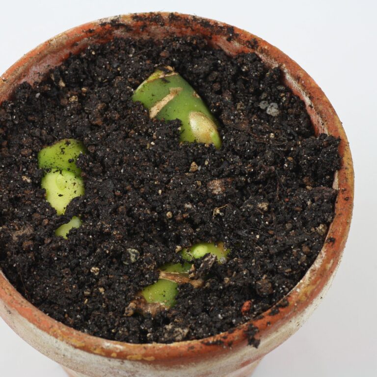How to grow Aglaonema commutatum from cuttings