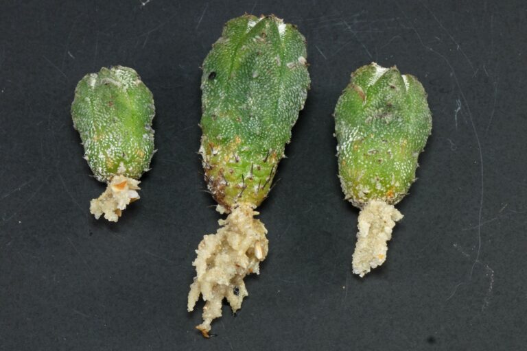 How to grow Astrophytum myriostigma “Huboki” from cuttings