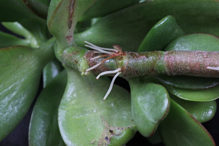 How to grow Crassula ovata from cuttings