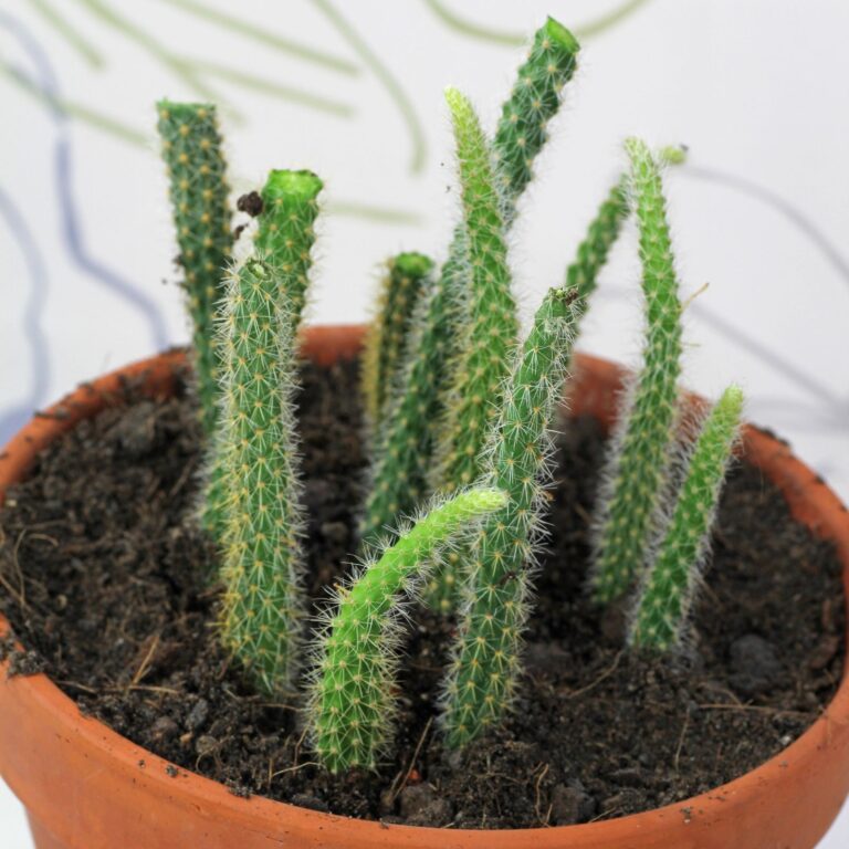 How to grow Disocactus flagelliformis from cuttings