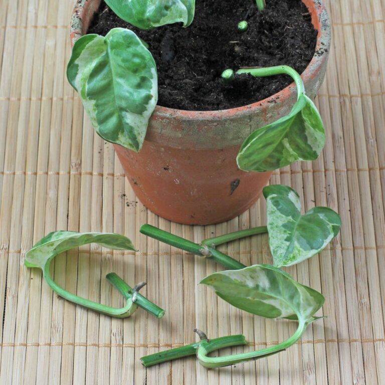 How to grow Epipremnum pinnatum from cuttings