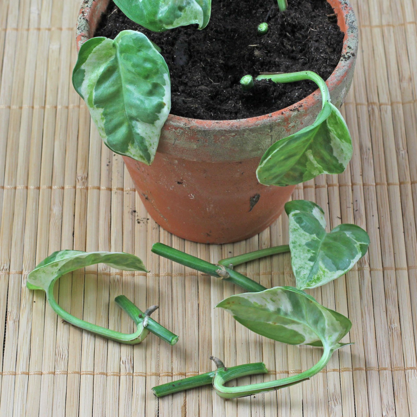 How to propagate rootless epipremnum pinnatum albo cutting? : r