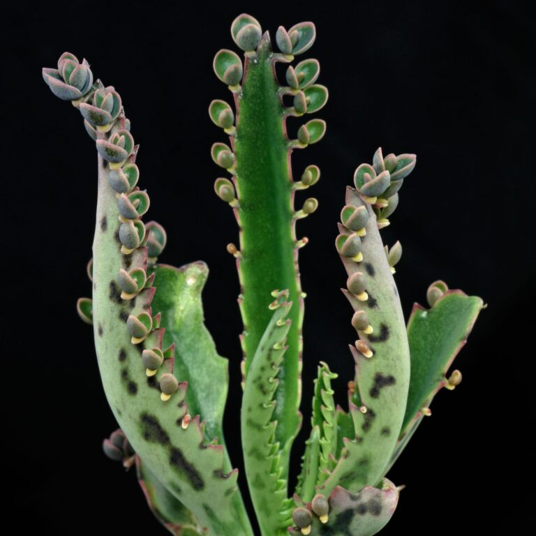 How to grow Kalanchoe daigremontiana from cuttings