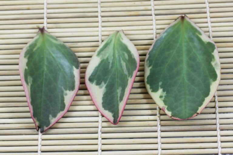 How to grow Peperomia clusiifolia from cuttings