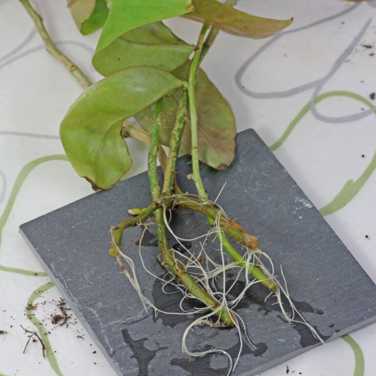 How to grow Pereskia aculeata from cuttings