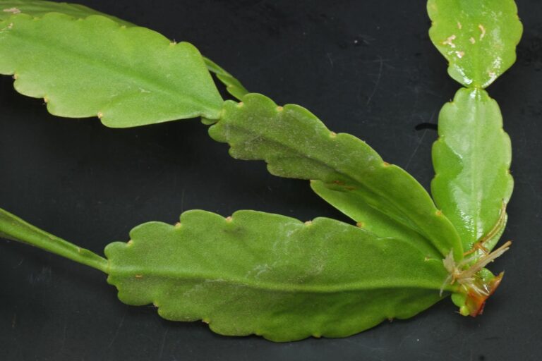 How to grow Rhipsalis goebeliana from cuttings