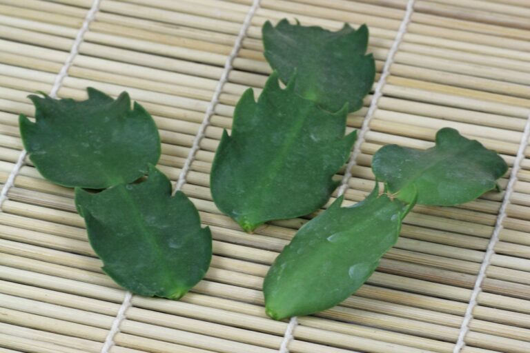 How to grow Schlumbergera truncata from cuttings