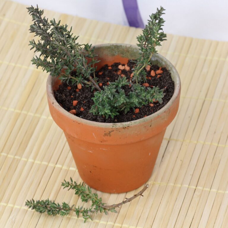 How to grow Thymus vulgaris from cuttings
