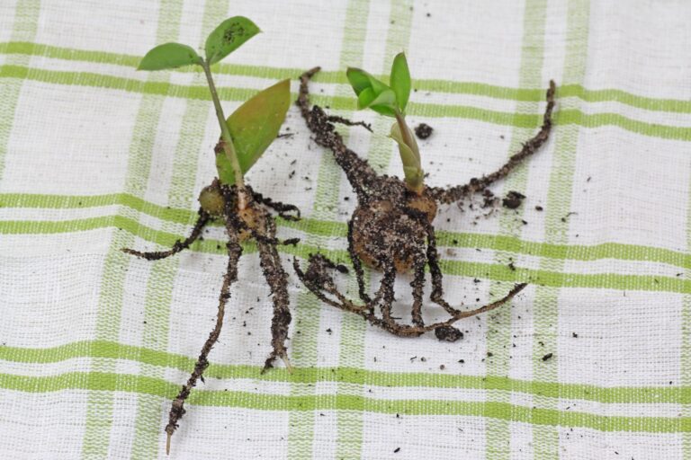 How to grow Zamioculcas zamiifolia from cuttings