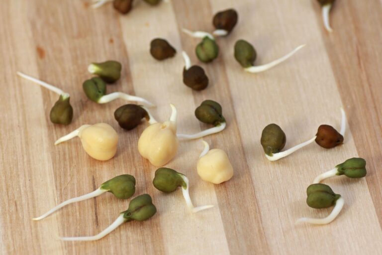 How to grow Chickpea Sprouts