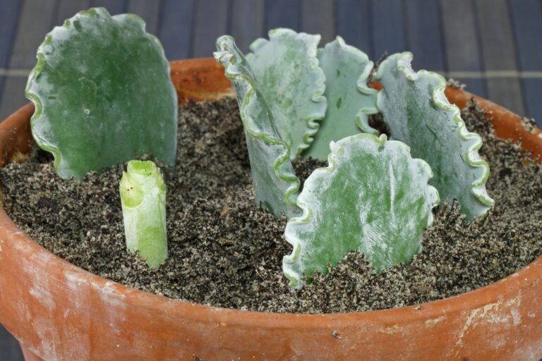 How to grow Cotyledon undulata from cuttings