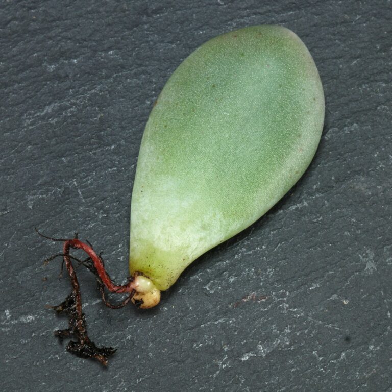 How to grow Pachyphytum oviferum from cuttings