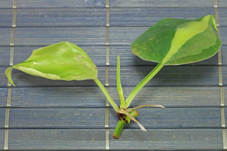 How to grow Philodendron hederaceum from cuttings