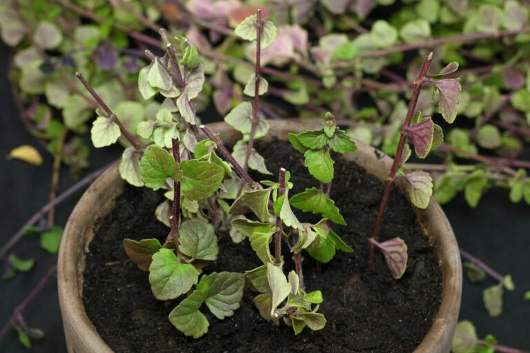 How to grow Satureja douglasii from cuttings