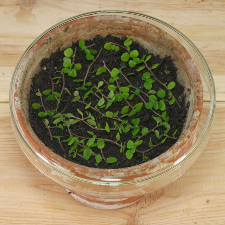 How to grow Soleirolia soleirolii from cuttings