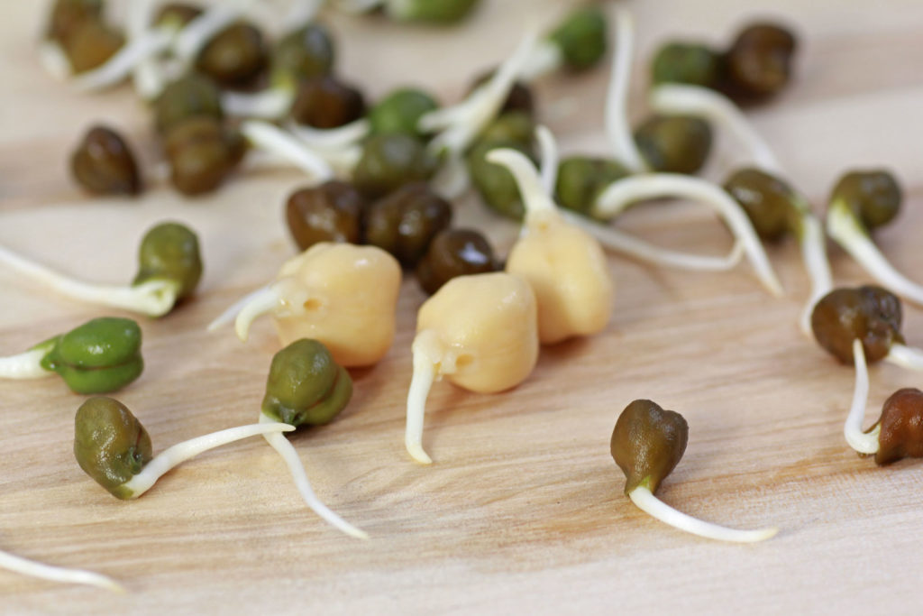 How To Grow Chickpea Sprouts