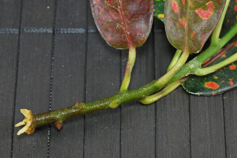 How to grow Codiaeum variegatum from cuttings