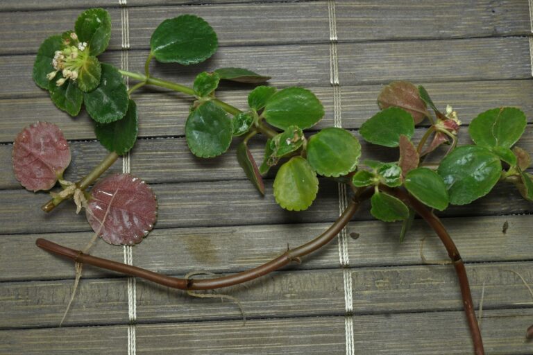 How to grow Pilea depressa from cuttings