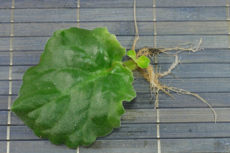 How to grow Saintpaulia ionantha from cuttings