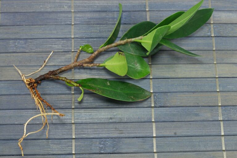 How to grow Ficus microcarpa from cuttings