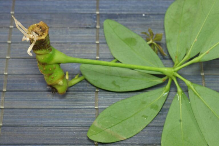 How to grow Schefflera arboricola from cuttings