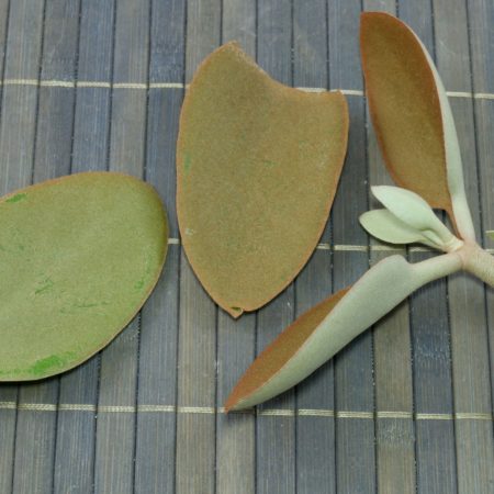 Copper Spoons cuttings