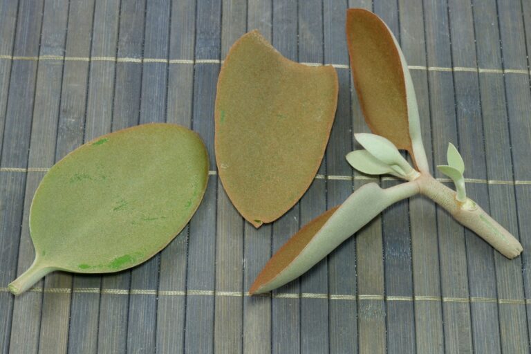 Copper Spoons cuttings