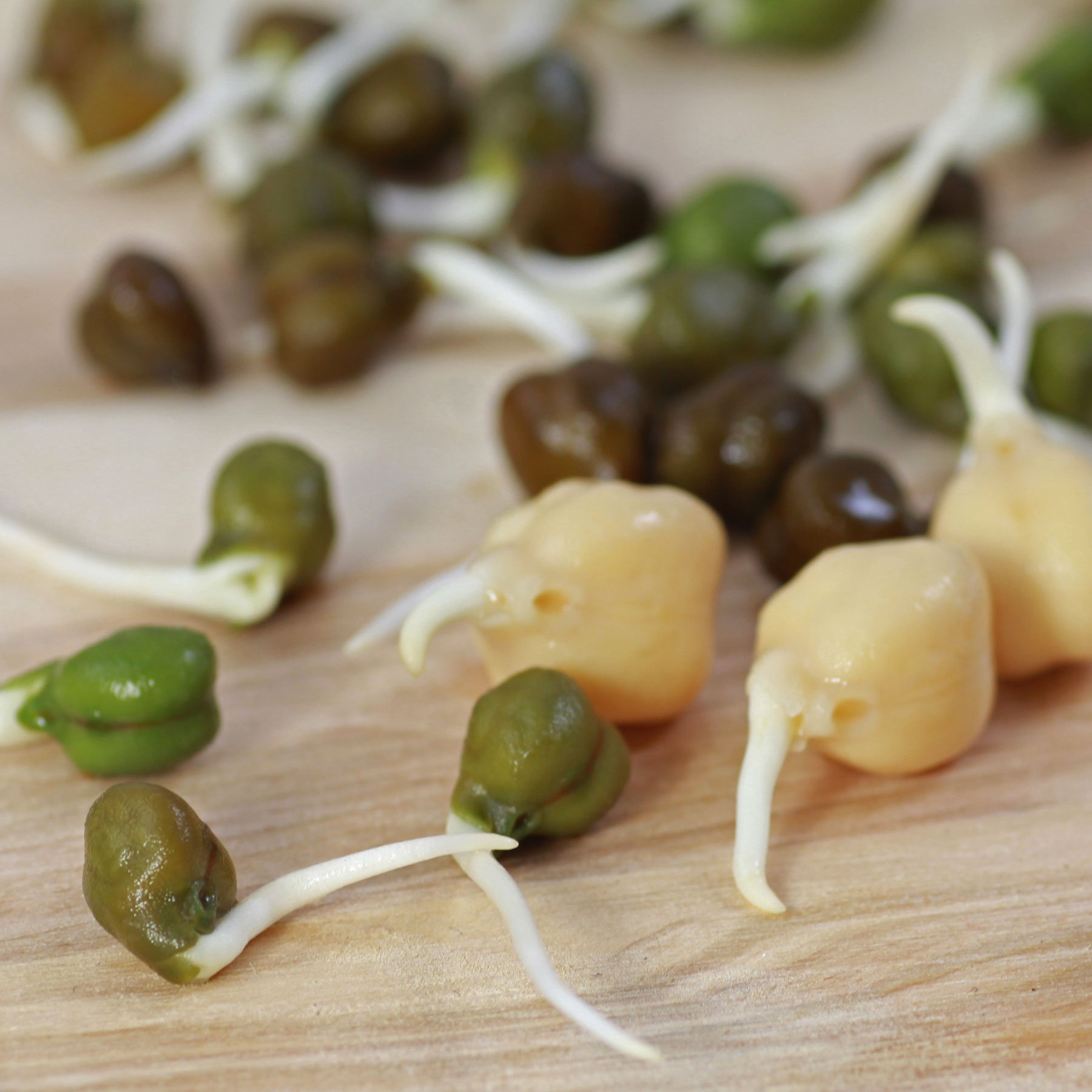 Chickpea sprouts