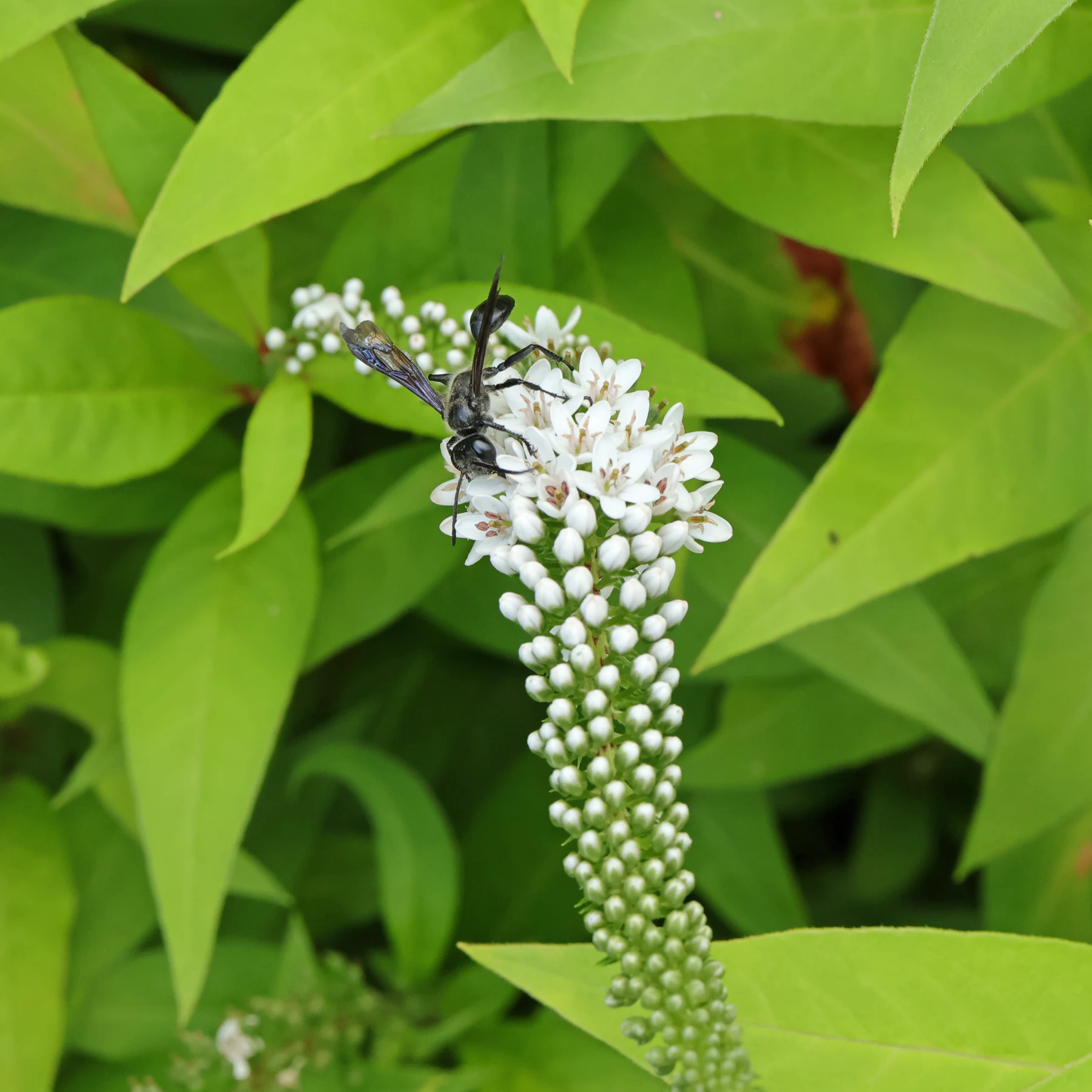 Mexican grass carrying wasp on gooseneck loosestrife