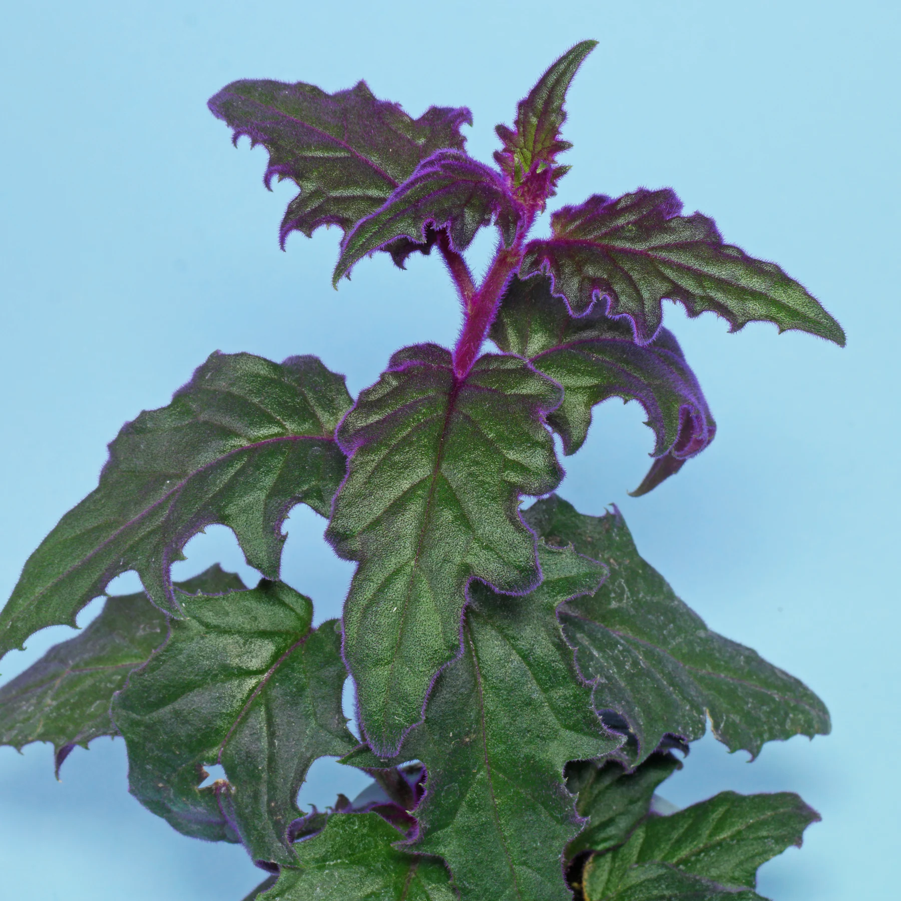 purple passion or velvet plant Gynura aurantiaca