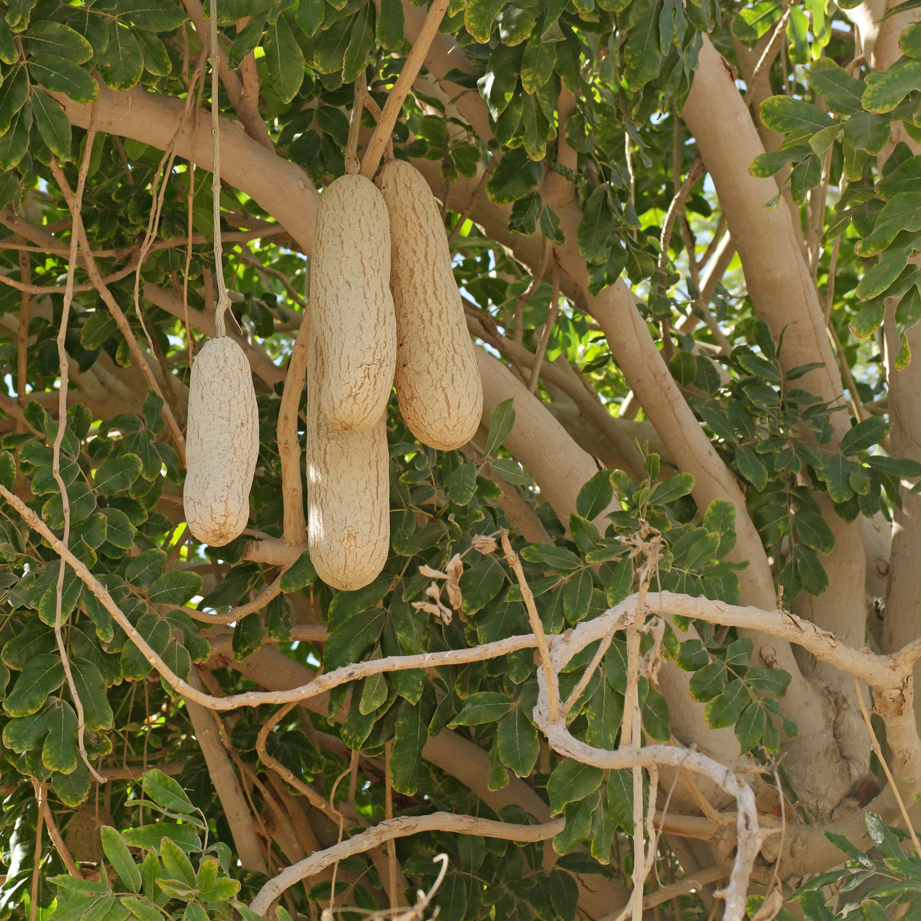 Kigelia africana - Sausage Tree
